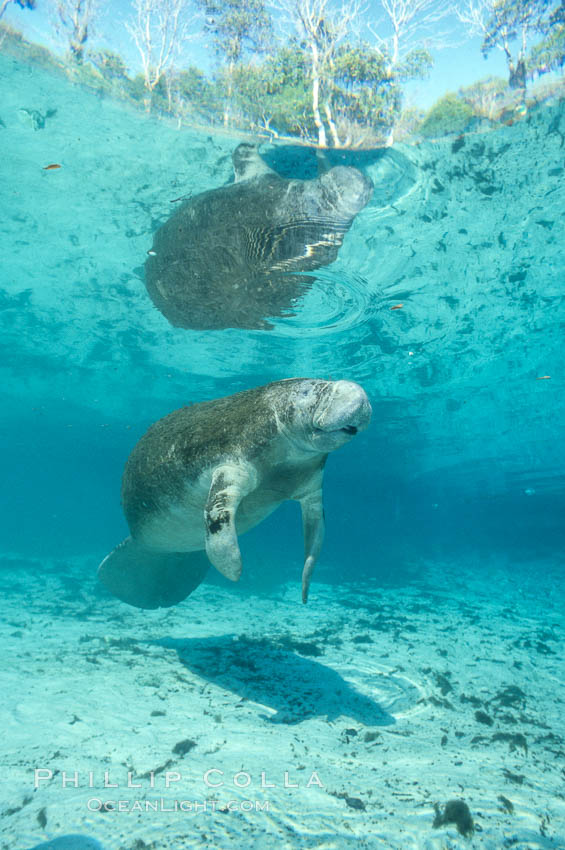 West Indian manatee at Three Sisters Springs, Florida. Crystal River, USA, Trichechus manatus, natural history stock photograph, photo id 02656