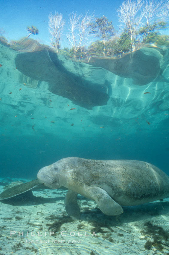 West Indian manatee at Three Sisters Springs, Florida. Crystal River, USA, Trichechus manatus, natural history stock photograph, photo id 02660