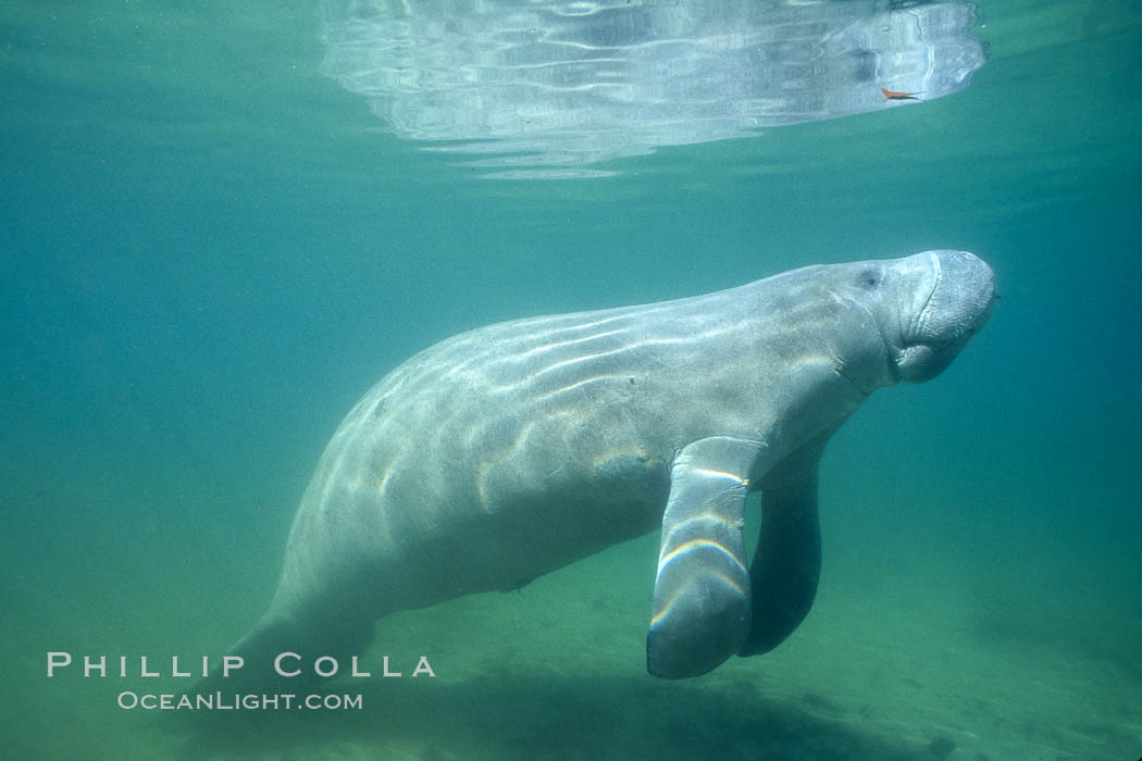 West Indian manatee at Three Sisters Springs, Florida. Crystal River, USA, Trichechus manatus, natural history stock photograph, photo id 02664