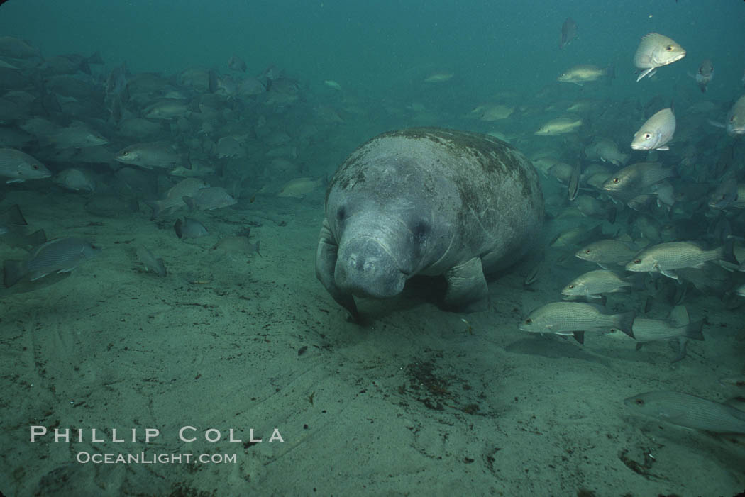 West Indian manatee. Three Sisters Springs, Crystal River, Florida, USA, Trichechus manatus, natural history stock photograph, photo id 02668