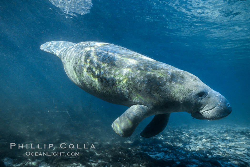 West Indian manatee at Three Sisters Springs, Florida. Crystal River, USA, Trichechus manatus, natural history stock photograph, photo id 02700