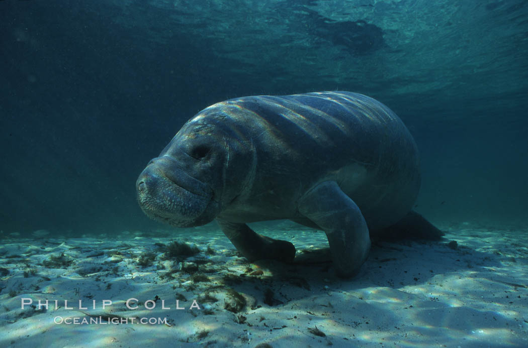 West Indian manatee. Three Sisters Springs, Crystal River, Florida, USA, Trichechus manatus, natural history stock photograph, photo id 02704