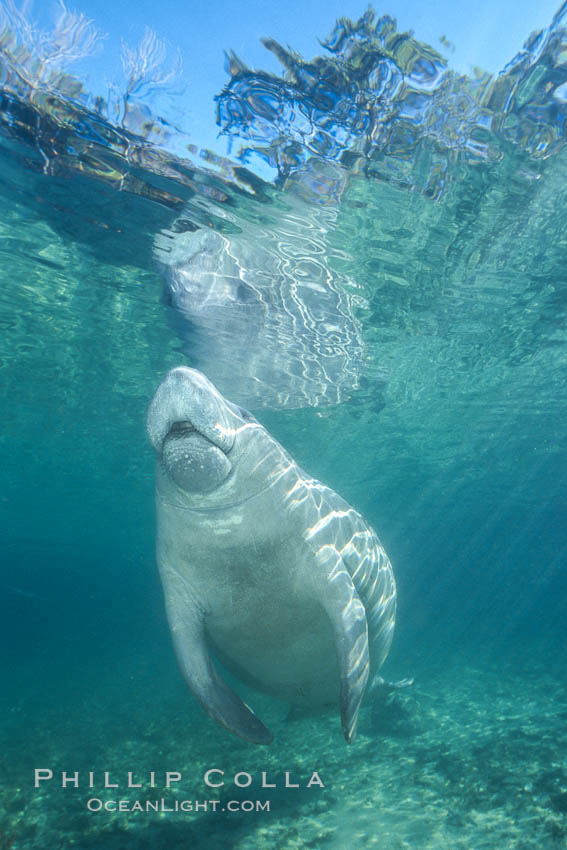 West Indian manatee at Three Sisters Springs, Florida. Crystal River, USA, Trichechus manatus, natural history stock photograph, photo id 02659