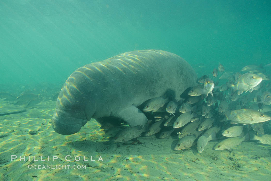 West Indian manatee at Three Sisters Springs, Florida. Crystal River, USA, Trichechus manatus, natural history stock photograph, photo id 02667