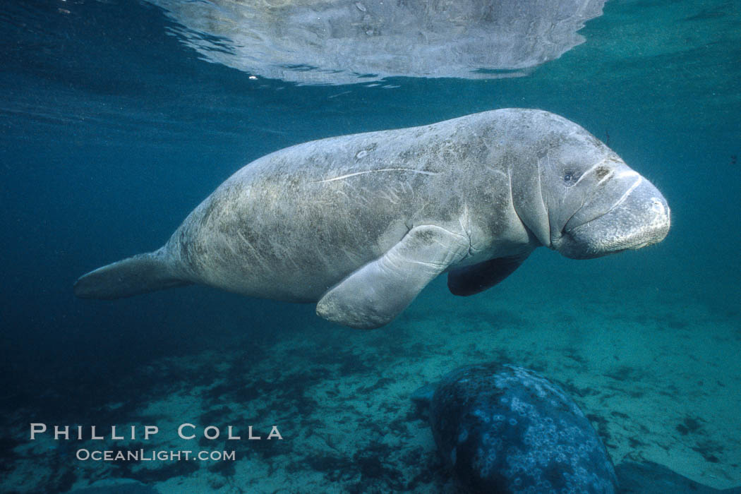 West Indian manatee at Three Sisters Springs, Florida. Crystal River, USA, Trichechus manatus, natural history stock photograph, photo id 02695