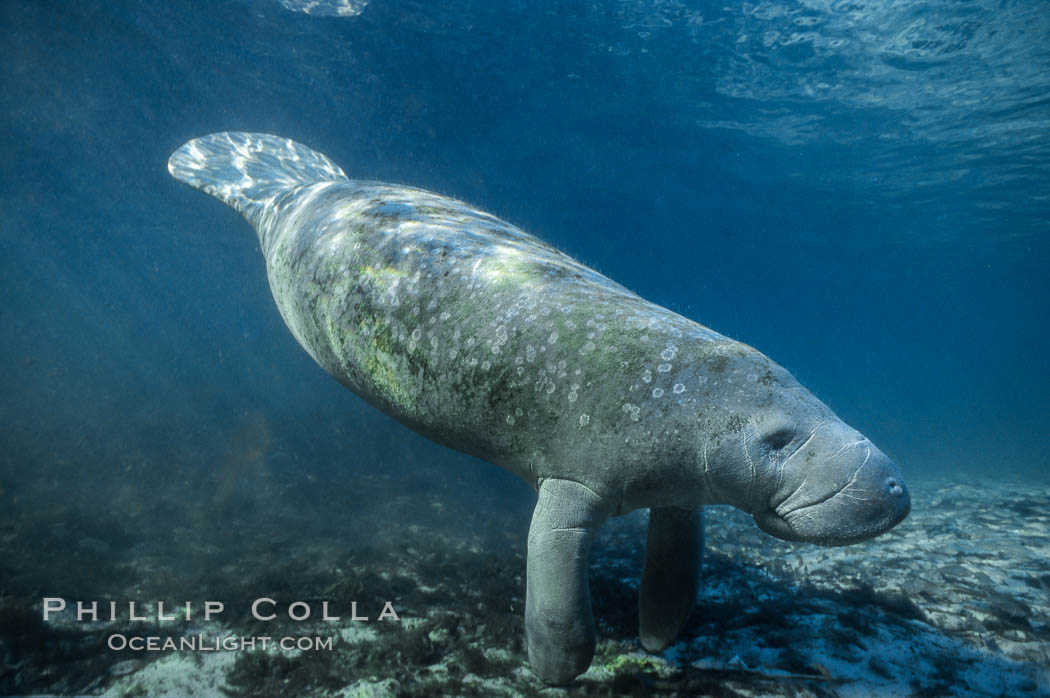 West Indian manatee at Three Sisters Springs, Florida. Crystal River, USA, Trichechus manatus, natural history stock photograph, photo id 02699