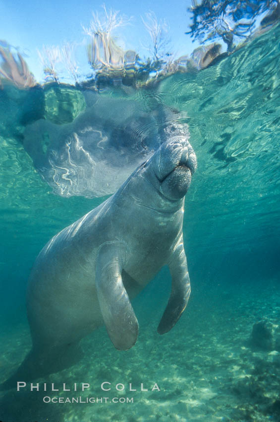 West Indian manatee at Three Sisters Springs, Florida. Crystal River, USA, Trichechus manatus, natural history stock photograph, photo id 02657