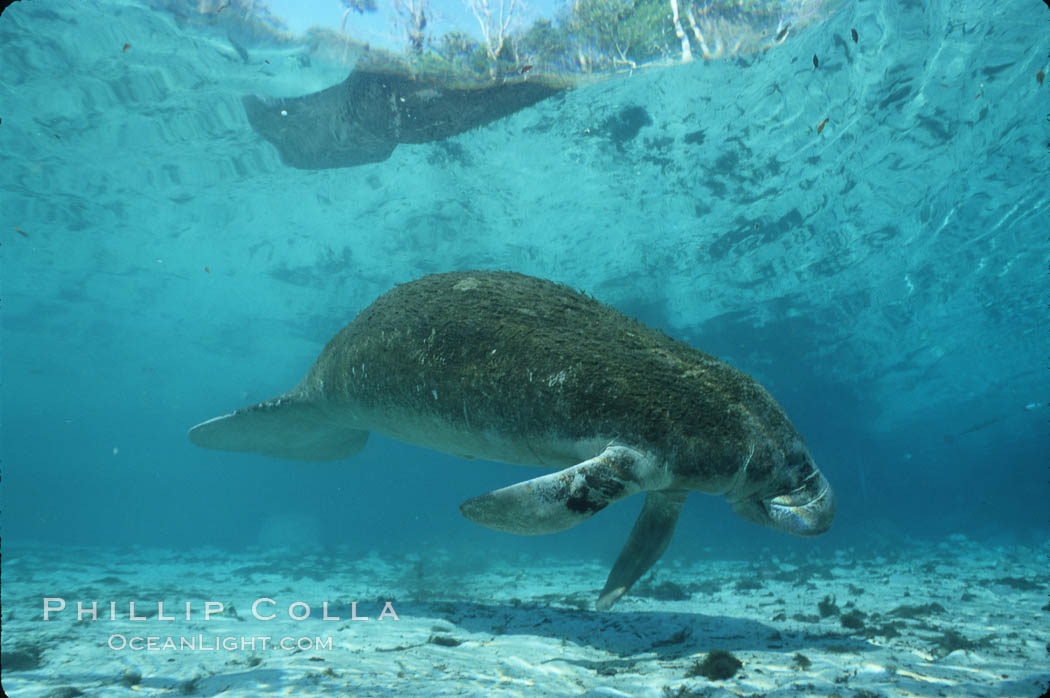 West Indian manatee. Three Sisters Springs, Crystal River, Florida, USA, Trichechus manatus, natural history stock photograph, photo id 02669