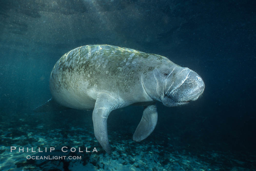 West Indian manatee at Three Sisters Springs, Florida. Crystal River, USA, Trichechus manatus, natural history stock photograph, photo id 02697