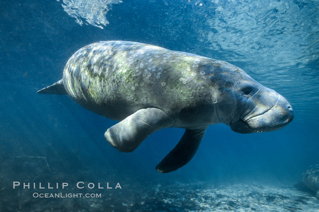 West Indian manatee at Three Sisters Springs, Florida. Crystal River, USA, Trichechus manatus, natural history stock photograph, photo id 02701