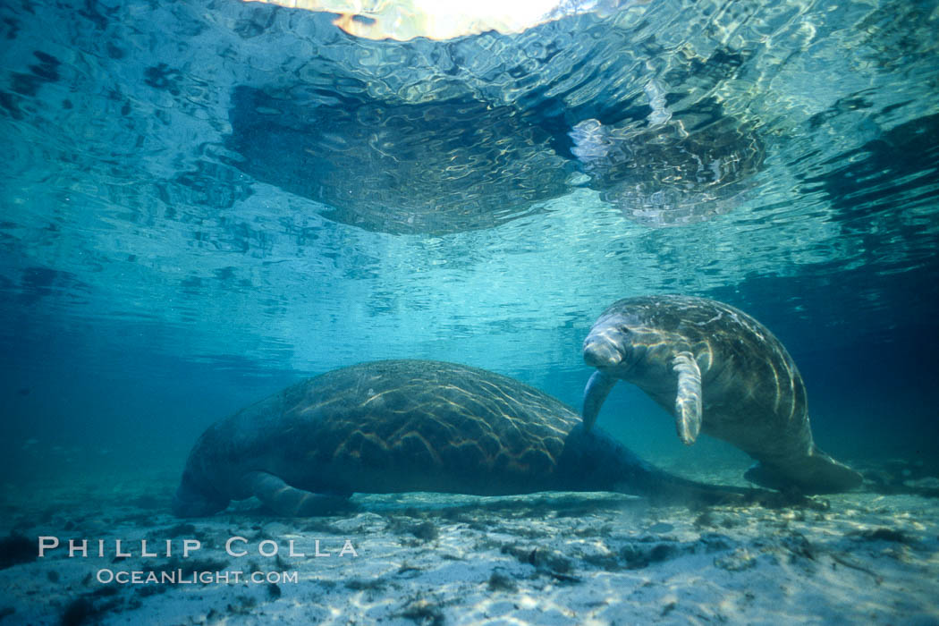 Florida Manatees at Three Sisters Springs, Crystal River, Florida. USA, Trichechus manatus, natural history stock photograph, photo id 36324