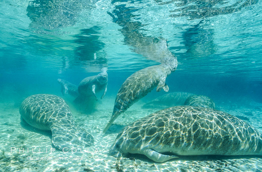 Florida Manatees at Three Sisters Springs, Crystal River, Florida. USA, Trichechus manatus, natural history stock photograph, photo id 36340