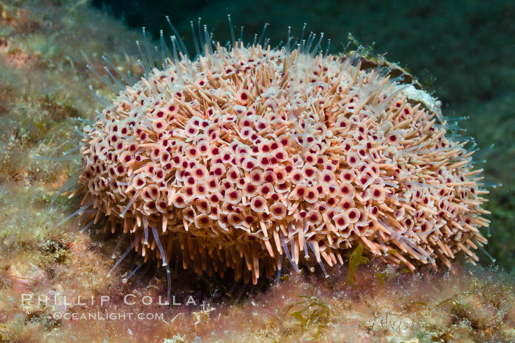 Flower sea urchin with pedicellariae visible. Sea of Cortez, Baja California, Mexico, Toxopneustes roseus, natural history stock photograph, photo id 27533