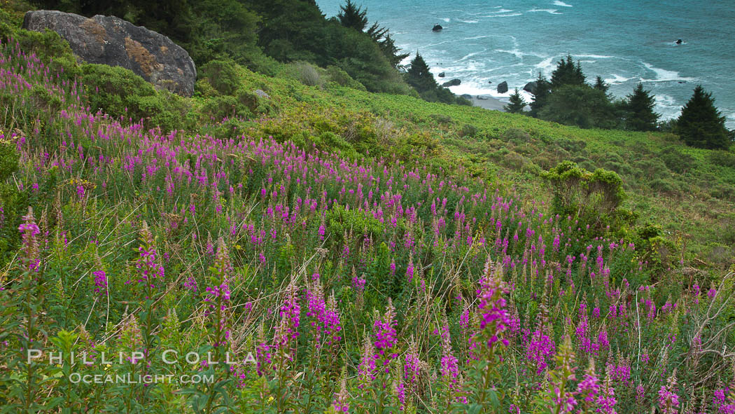 Flowers grow on a coastal bluff above the ocean. Redwood National Park, California, USA, natural history stock photograph, photo id 25867