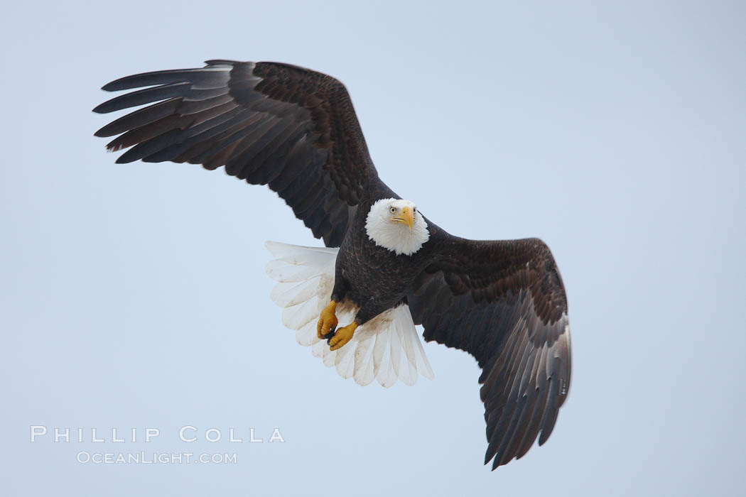 Bald eagle in flight, wings spread. Kachemak Bay, Homer, Alaska, USA, Haliaeetus leucocephalus, Haliaeetus leucocephalus washingtoniensis, natural history stock photograph, photo id 22614