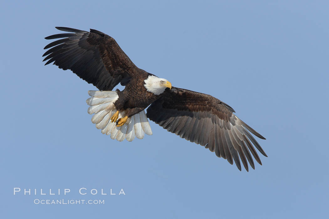 Bald eagle in flight, wing spread, soaring. Kachemak Bay, Homer, Alaska, USA, Haliaeetus leucocephalus, Haliaeetus leucocephalus washingtoniensis, natural history stock photograph, photo id 22686