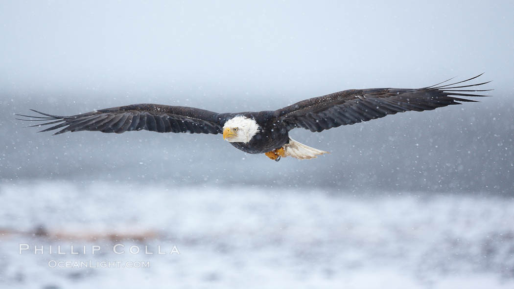 Bald eagle in flight, heavy snow falling, snow covered beach and Kachemak Bay in background. Homer, Alaska, USA, Haliaeetus leucocephalus, Haliaeetus leucocephalus washingtoniensis, natural history stock photograph, photo id 22710