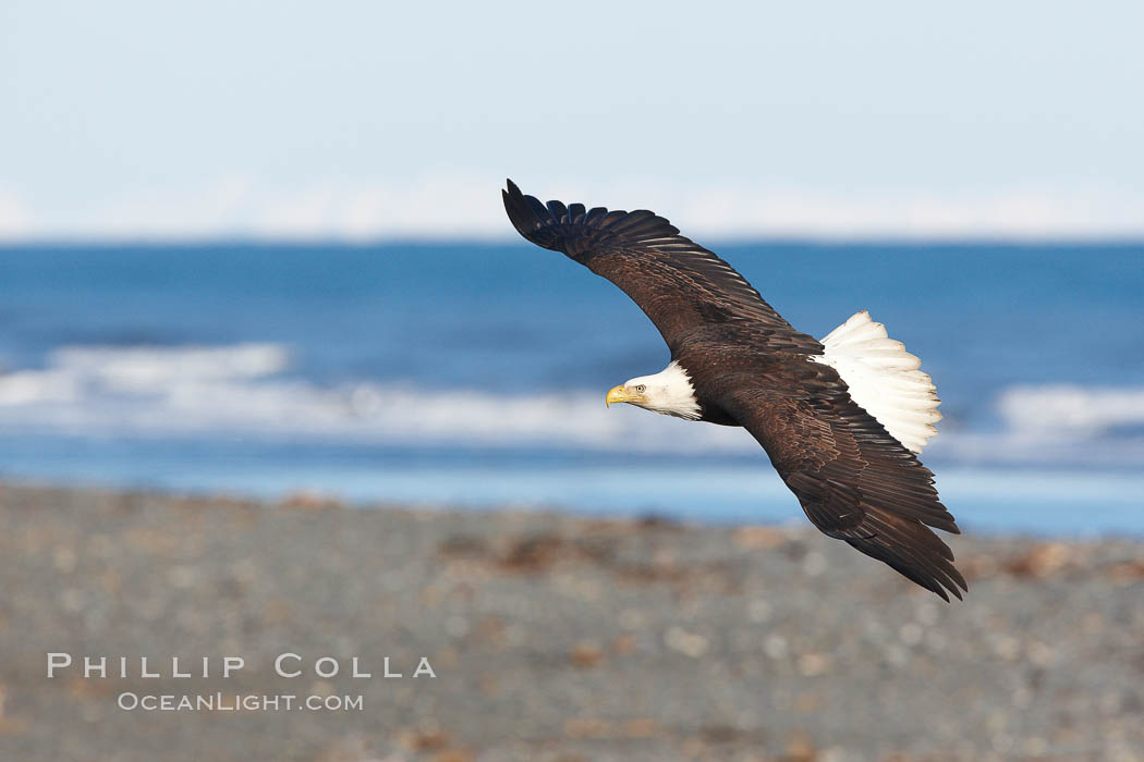 Bald eagle in flight, banking over Kachemak Bay and beach. Homer, Alaska, USA, Haliaeetus leucocephalus, Haliaeetus leucocephalus washingtoniensis, natural history stock photograph, photo id 22802
