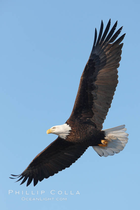 Bald eagle in flight, wings spread. Kachemak Bay, Homer, Alaska, USA, Haliaeetus leucocephalus, Haliaeetus leucocephalus washingtoniensis, natural history stock photograph, photo id 22846
