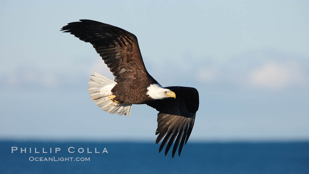 Bald eagle in flight, wings raised, Kachemak Bay in the background. Homer, Alaska, USA, Haliaeetus leucocephalus, Haliaeetus leucocephalus washingtoniensis, natural history stock photograph, photo id 22708