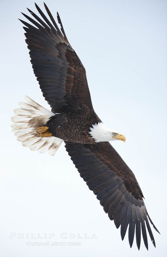 Bald eagle in flight, wing spread, soaring. Kachemak Bay, Homer, Alaska, USA, Haliaeetus leucocephalus, Haliaeetus leucocephalus washingtoniensis, natural history stock photograph, photo id 22784