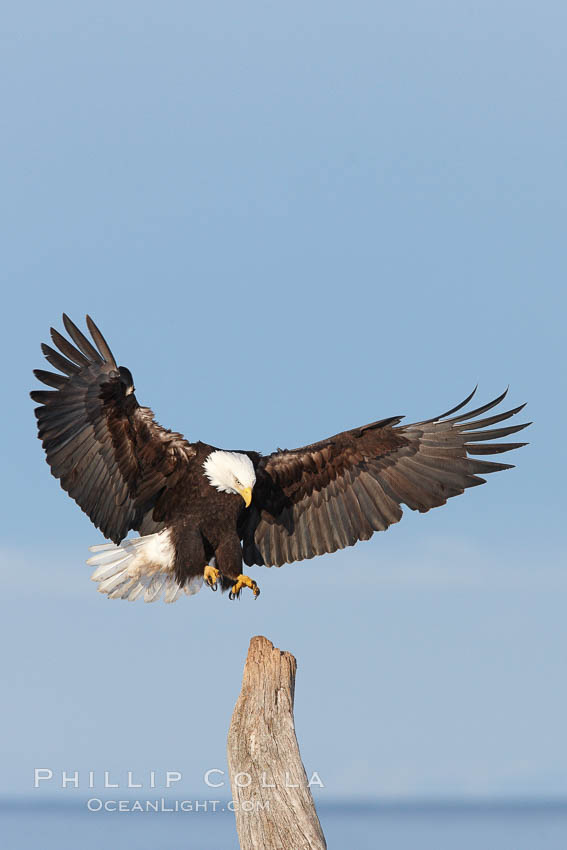 Bald eagle in flight, spreads its wings wide to slow before landing on a wooden perch. Kachemak Bay, Homer, Alaska, USA, Haliaeetus leucocephalus, Haliaeetus leucocephalus washingtoniensis, natural history stock photograph, photo id 22667