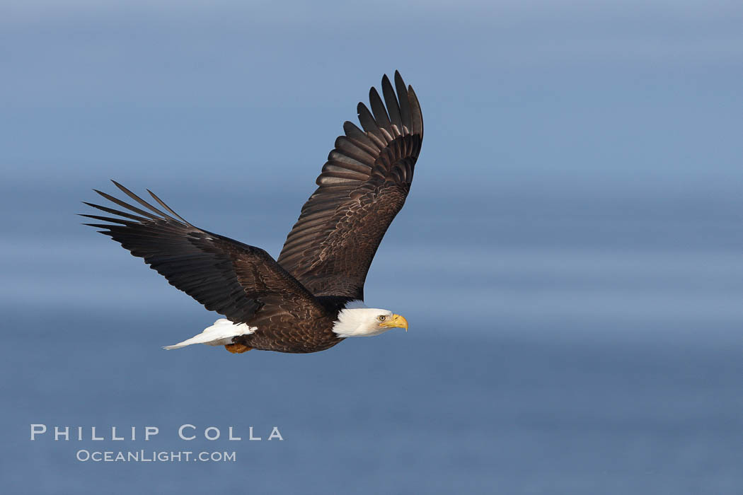 Bald eagle in flight, Kachemak Bay in background. Homer, Alaska, USA, Haliaeetus leucocephalus, Haliaeetus leucocephalus washingtoniensis, natural history stock photograph, photo id 22879