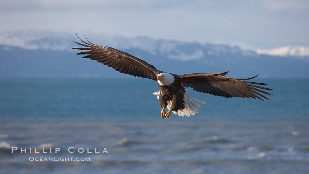 Bald eagle in flight, banking over Kachemak Bay. Homer, Alaska, USA, Haliaeetus leucocephalus, Haliaeetus leucocephalus washingtoniensis, natural history stock photograph, photo id 22861