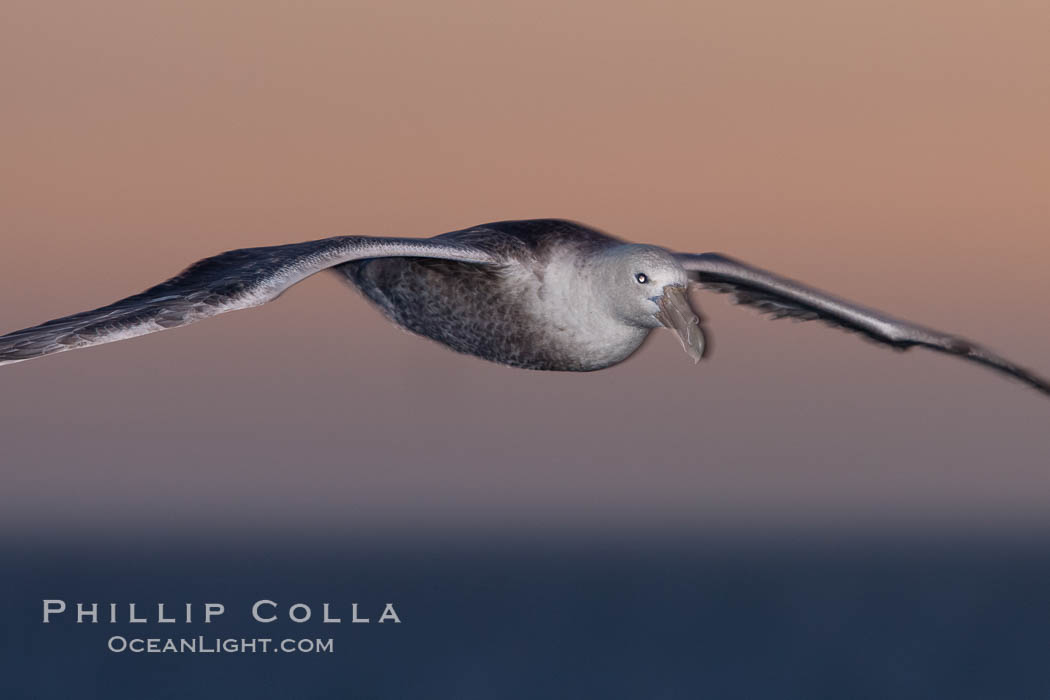 Black-browed albatross in flight, at sea.  The black-browed albatross is a medium-sized seabird at 31-37" long with a 79-94" wingspan and an average weight of 6.4-10 lb. They have a natural lifespan exceeding 70 years. They breed on remote oceanic islands and are circumpolar, ranging throughout the Southern Ocean. Falkland Islands, United Kingdom, Thalassarche melanophrys, natural history stock photograph, photo id 24018