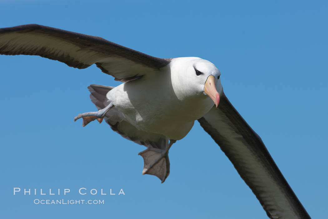 Black-browed albatross in flight, against a blue sky.  Black-browed albatrosses have a wingspan reaching up to 8', weigh up to 10 lbs and can live 70 years.  They roam the open ocean for food and return to remote islands for mating and rearing their chicks. Steeple Jason Island, Falkland Islands, United Kingdom, Thalassarche melanophrys, natural history stock photograph, photo id 24114