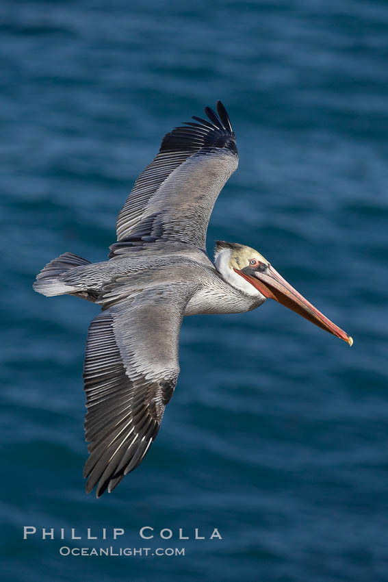 California brown pelican in flight, soaring over the ocean with its huge wings outstretched.  The wingspan of the brown pelican can be over 7 feet wide. The California race of the brown pelican holds endangered species status. La Jolla, USA, Pelecanus occidentalis, Pelecanus occidentalis californicus, natural history stock photograph, photo id 20018