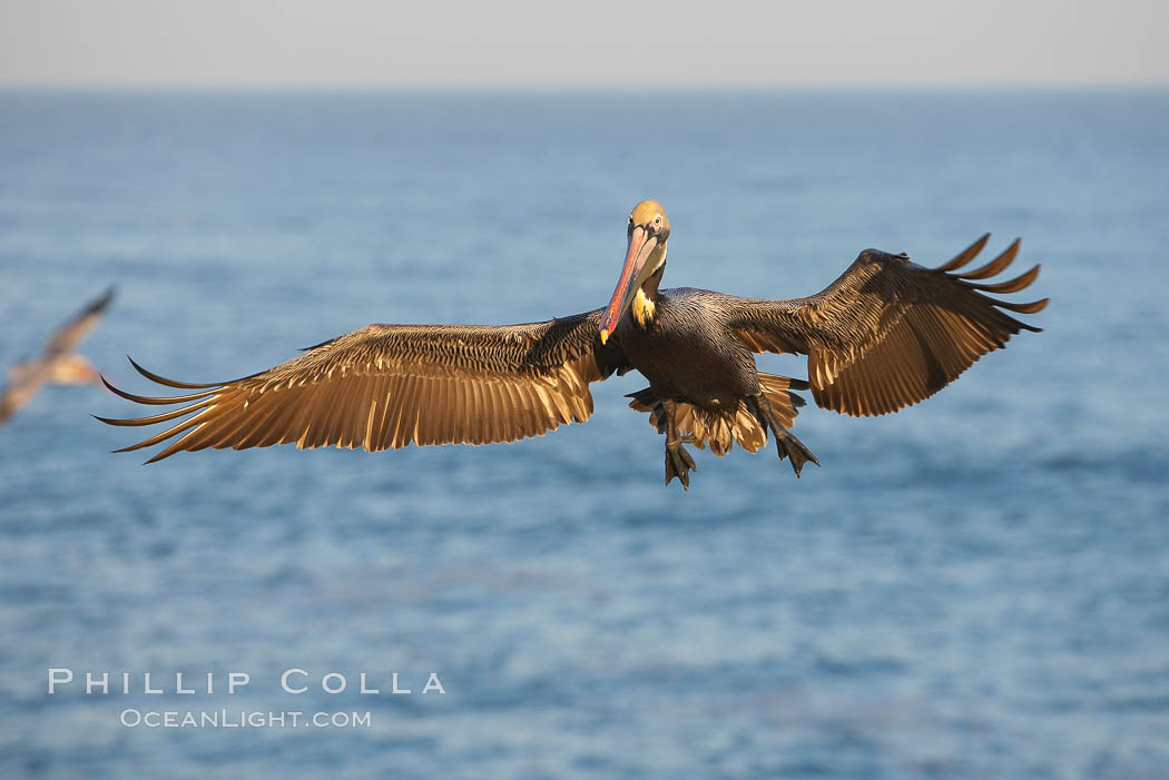 Brown pelican in flight, slowing to land. California race with winter mating plumage., Pelecanus occidentalis, Pelecanus occidentalis californicus, natural history stock photograph, photo id 18332