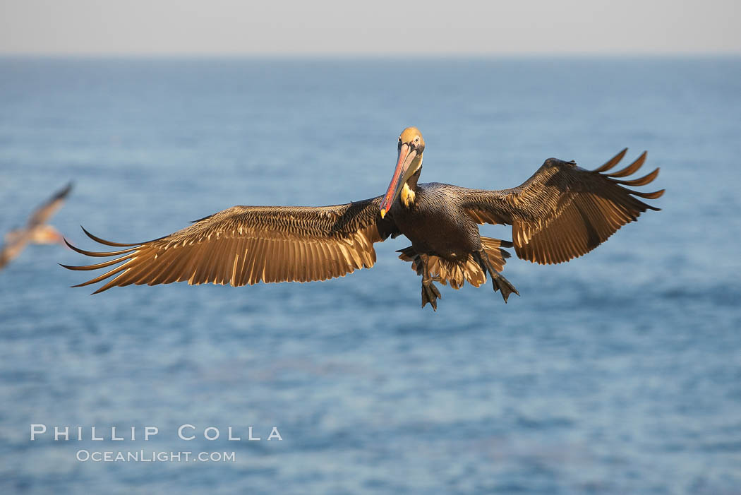 Brown pelican in flight, slowing to land. California race with winter mating plumage. La Jolla, USA, Pelecanus occidentalis, Pelecanus occidentalis californicus, natural history stock photograph, photo id 18332