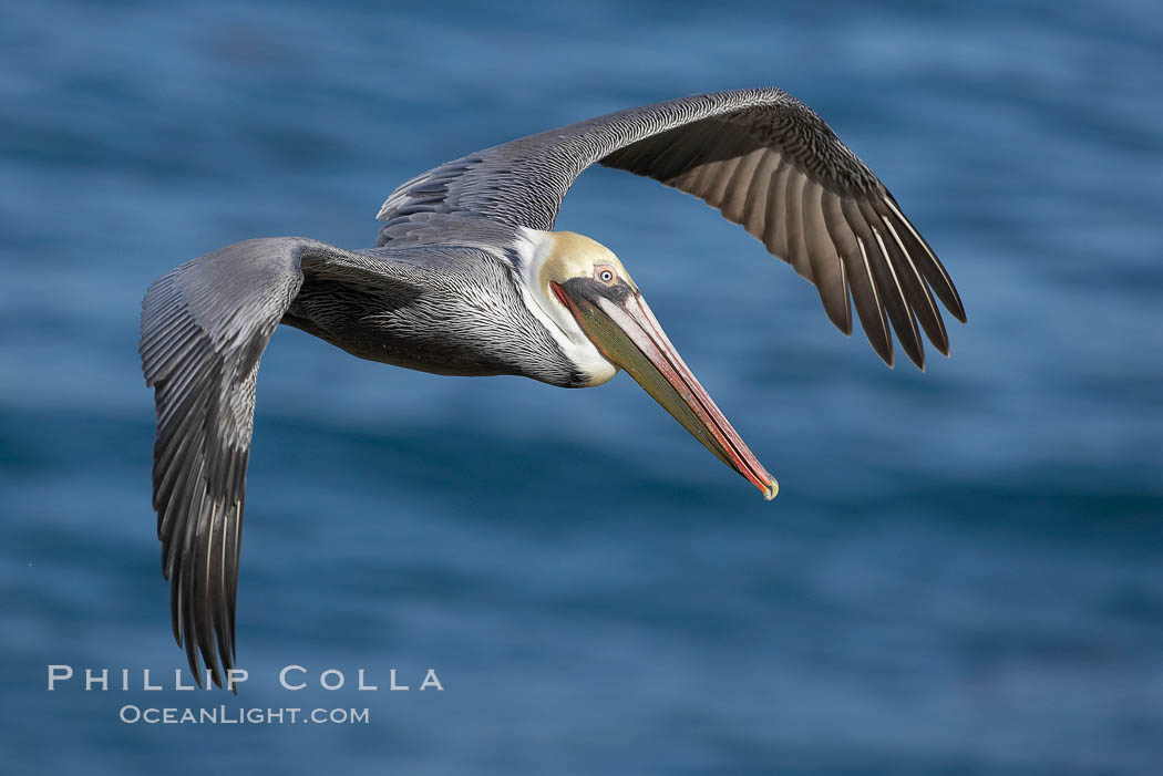 California brown pelican in flight, soaring over the ocean with its huge wings outstretched.  The wingspan of the brown pelican can be over 7 feet wide. The California race of the brown pelican holds endangered species status., Pelecanus occidentalis, Pelecanus occidentalis californicus, natural history stock photograph, photo id 20012