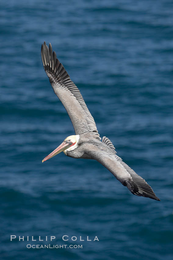 California brown pelican in flight, soaring over the ocean with its huge wings outstretched.  The wingspan of the brown pelican can be over 7 feet wide. The California race of the brown pelican holds endangered species status. La Jolla, USA, Pelecanus occidentalis, Pelecanus occidentalis californicus, natural history stock photograph, photo id 20016