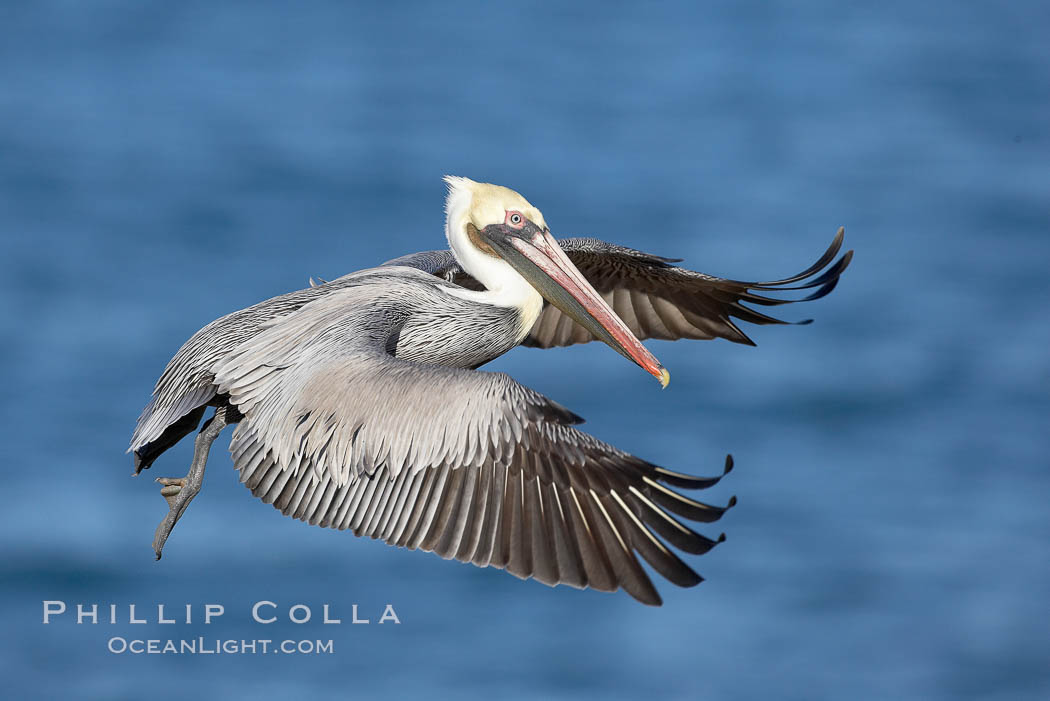 Brown pelican in flight.  The wingspan of the brown pelican is over 7 feet wide. The California race of the brown pelican holds endangered species status.  In winter months, breeding adults assume a dramatic plumage. La Jolla, USA, Pelecanus occidentalis, Pelecanus occidentalis californicus, natural history stock photograph, photo id 20032