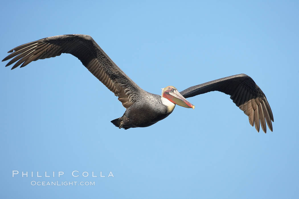 California brown pelican in flight, soaring over the ocean with its huge wings outstretched.  The wingspan of the brown pelican can be over 7 feet wide. The California race of the brown pelican holds endangered species status. La Jolla, USA, Pelecanus occidentalis, Pelecanus occidentalis californicus, natural history stock photograph, photo id 20013