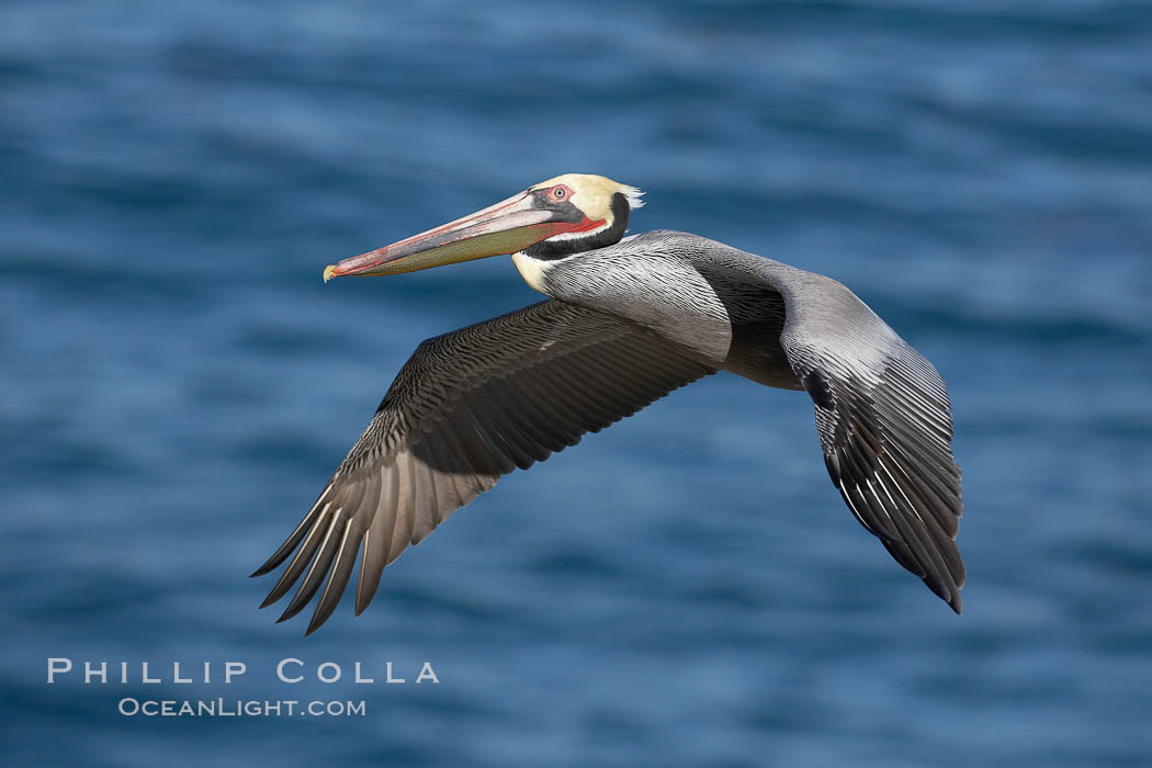 California brown pelican in flight, soaring over the ocean with its huge wings outstretched.  The wingspan of the brown pelican can be over 7 feet wide. The California race of the brown pelican holds endangered species status. La Jolla, USA, Pelecanus occidentalis, Pelecanus occidentalis californicus, natural history stock photograph, photo id 20045