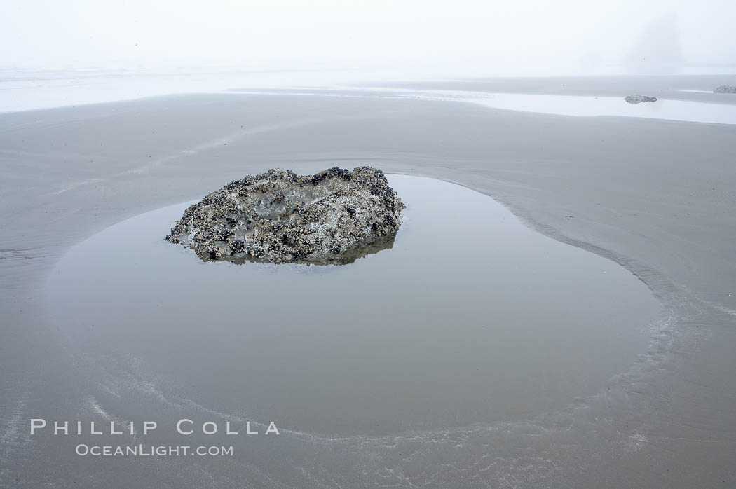 Foggy morning. Ruby Beach, Olympic National Park, Washington, USA, natural history stock photograph, photo id 13796