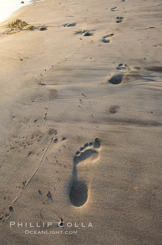 Footprints on a sandy beach. Ponto, Carlsbad, California, USA, natural history stock photograph, photo id 12969