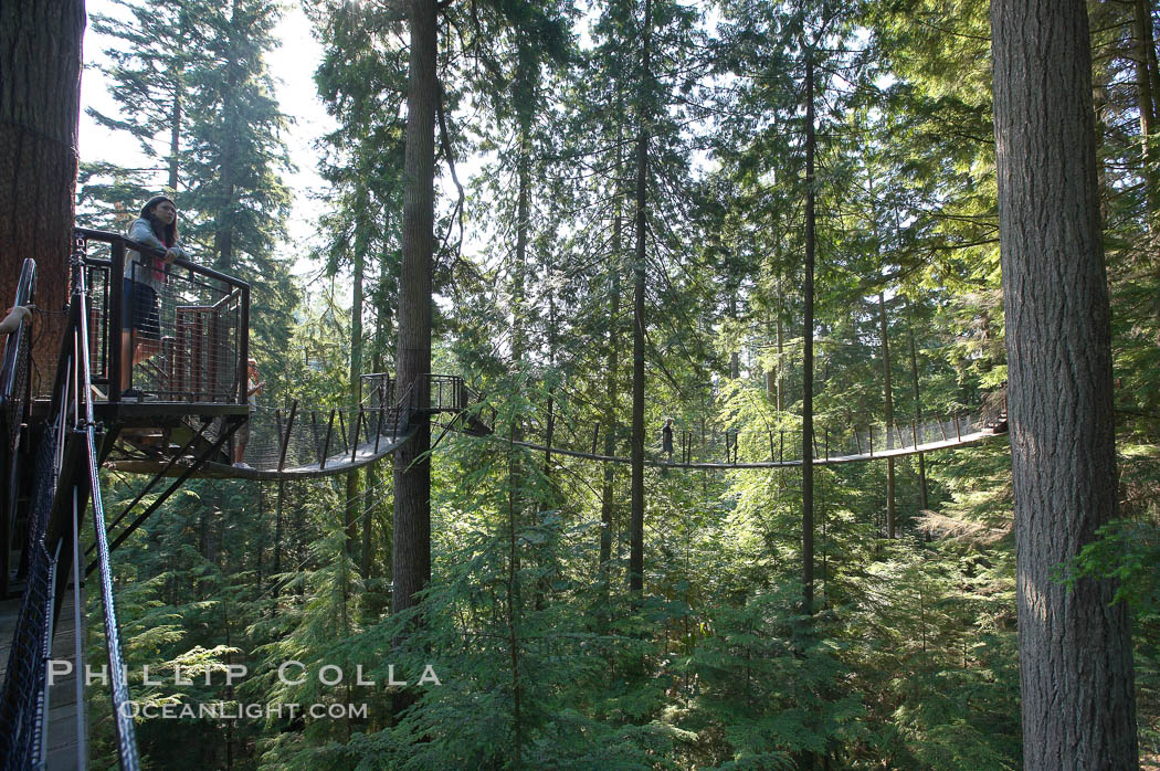 Suspension bridge in forest of Douglas fir and Western hemlock trees. Capilano Suspension Bridge, Vancouver, British Columbia, Canada, natural history stock photograph, photo id 21154