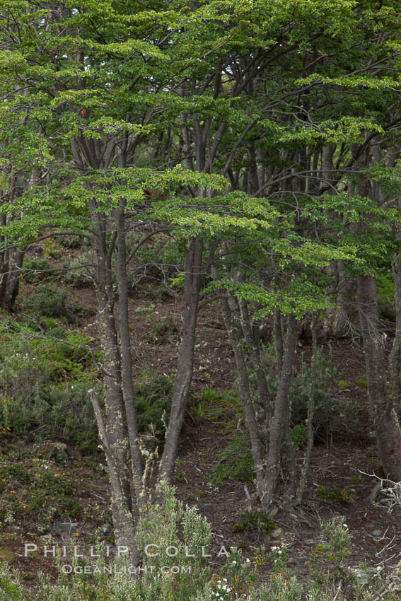 Forest, Tierra del Fuego National Park, Argentina. Ushuaia, natural history stock photograph, photo id 23610