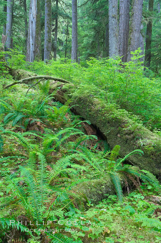 A fallen tree serves as a nurse log for new growth in an old growth forest of douglas firs and hemlocks, with forest floor carpeted in ferns and mosses.  Sol Duc Springs. Olympic National Park, Washington, USA, natural history stock photograph, photo id 13755