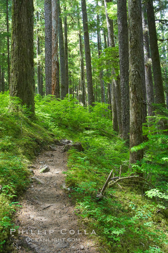 A hiking path leads through old growth forest of douglas firs and hemlocks, with forest floor carpeted in ferns and mosses.  Sol Duc Springs. Olympic National Park, Washington, USA, natural history stock photograph, photo id 13753