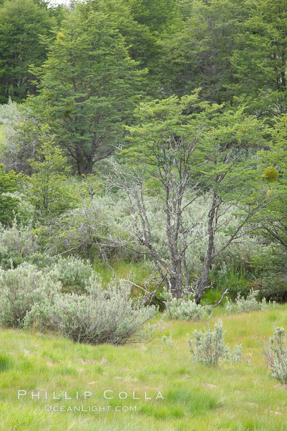 Forest, Tierra del Fuego National Park, Argentina. Ushuaia, natural history stock photograph, photo id 23612