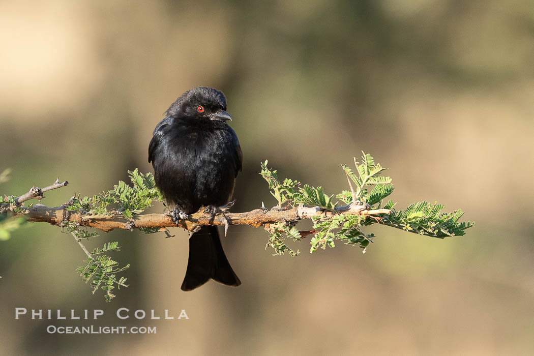 Fork-Tailed Drongo, Dicrurus adsimilis, Kenya., Dicrurus adsimilis, natural history stock photograph, photo id 39661