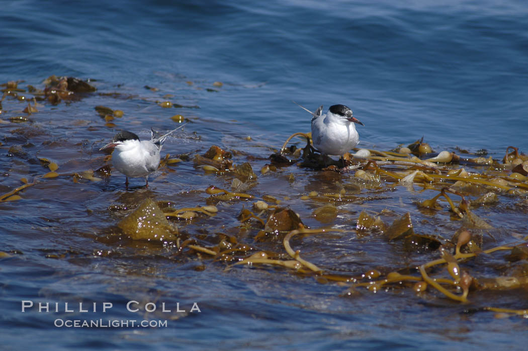 Forsters terns rest on a drift kelp paddy.  Drifting patches or pieces of kelp provide valuable rest places for birds, especially those that are unable to land and take off from the ocean surface.  Open ocean near San Diego. California, USA, Macrocystis pyrifera, Sterna forsteri, natural history stock photograph, photo id 07514
