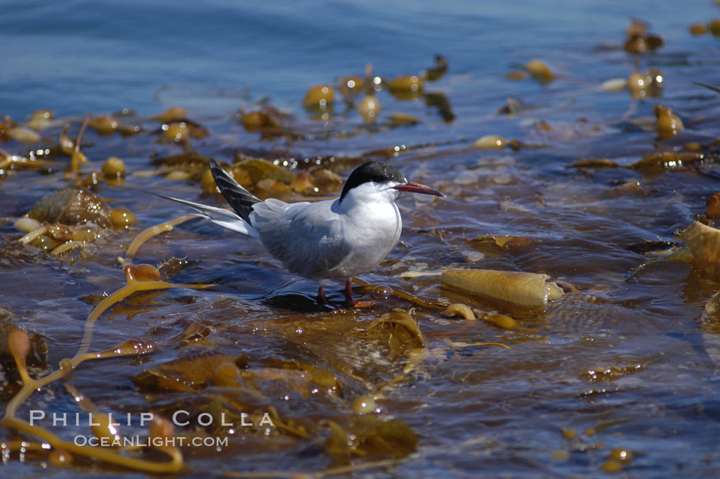 Forsters terns rest on a drift kelp paddy.  Drifting patches or pieces of kelp provide valuable rest places for birds, especially those that are unable to land and take off from the ocean surface.  Open ocean near San Diego. California, USA, Macrocystis pyrifera, Sterna forsteri, natural history stock photograph, photo id 07515