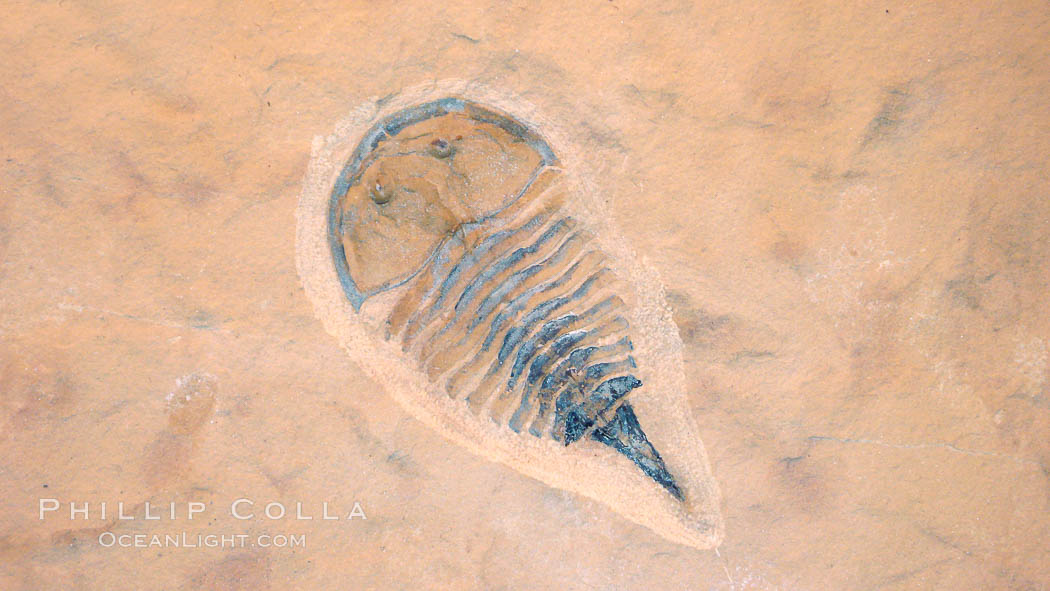 Trilobitomorph fossil, aglaspic, collected at Weeks Formation, Millard County, Utah. Phylum: Arthropoda; Class: Merostomata; Order: Aglaspida. Date to the Upper Middle Cambrian, Cenomanian Stage., natural history stock photograph, photo id 20867