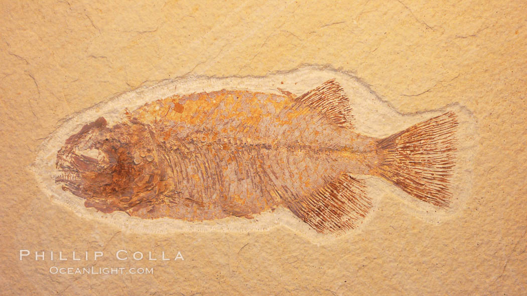 Fossil fish, collected at the Green River Formation, Kemmerer, Wyoming, dated to the Eocene Era., Phareodus, natural history stock photograph, photo id 20869